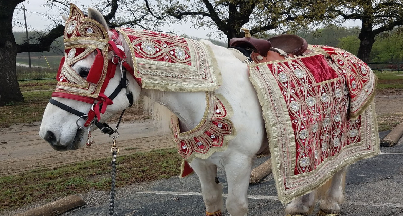 Indian Baraat_Brazos Carriage_horse