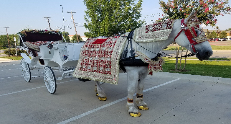 Indian Baraat_Brazos Carriage_horse